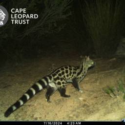 Large-spotted genet